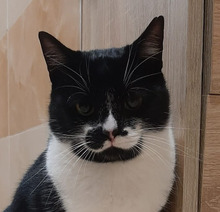 CHIPPI, Katze, Europäisch Kurzhaar in Bulgarien
