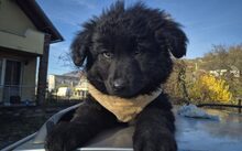 SHADOW, Hund, Mischlingshund in Rangsdorf