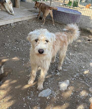 JANE, Hund, Mischlingshund in Düsseldorf