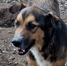 EURIALO, Hund, Mischlingshund in Italien