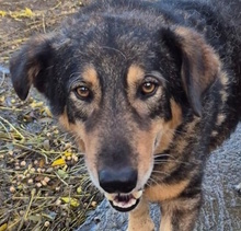 TOBIA, Hund, Mischlingshund in Italien