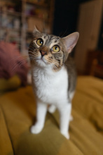 NANNY, Katze, Europäisch Kurzhaar in Hamburg