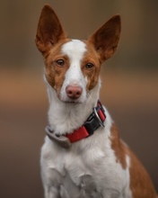 NAMI, Hund, Podengo Portugues in Berlin