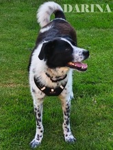 DARINA, Hund, Mischlingshund in Alfeld