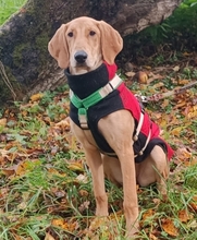 CANELLA, Hund, Segugio Italiano-Mix in Maßbach