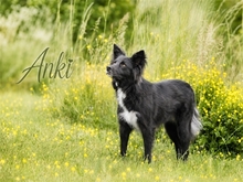 ANKI, Hund, Mischlingshund in Ziegenhain