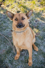 ROSALINA, Hund, Mischlingshund in Kroatien