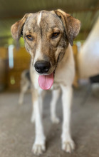 TIMO, Hund, Mischlingshund in Rumänien