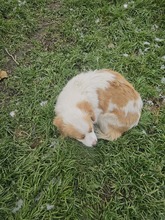 DAISY, Hund, Mischlingshund in Rumänien