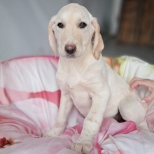 SIMBA, Hund, Mischlingshund in Dillingen