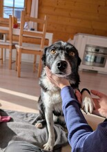 BRUNO, Hund, Mischlingshund in Hohenschäftlarn