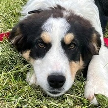 ATHENA, Hund, Mischlingshund in Griechenland