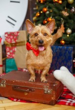 ARCHY, Hund, Mischlingshund in Bulgarien