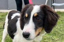 ANITA, Hund, Mischlingshund in Griechenland