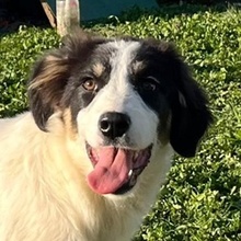 ARLETA, Hund, Mischlingshund in Griechenland