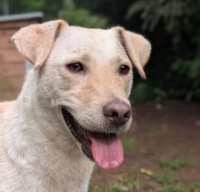 ASTRA, Hund, Mischlingshund in Gefrees