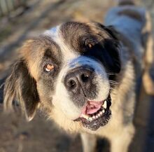 BETTY2, Hund, Bernhardiner-Mix in Slowakische Republik