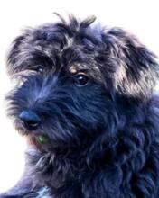 MIROO, Hund, Mischlingshund in Mainz