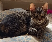 MARAN, Katze, Europäisch Kurzhaar in Spanien