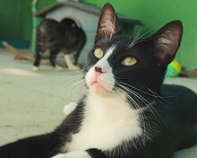 TOM, Katze, Europäisch Kurzhaar in Spanien