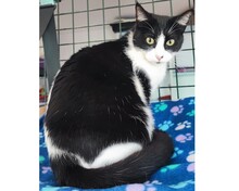 TINA, Katze, Europäisch Kurzhaar in Spanien