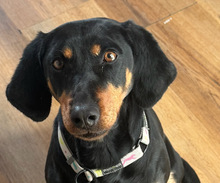 ZARA, Hund, Mischlingshund in Aerzen