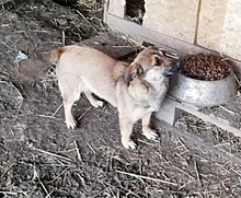 KIRA, Hund, Mischlingshund in Rumänien