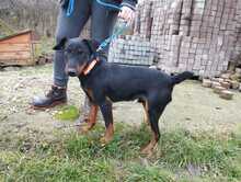PITYU4, Hund, Jagdterrier in Ungarn