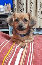 TASHA, Hund, Mischlingshund in Rumänien