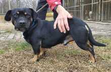 BOB5, Hund, Dackel -Mischling in Ungarn