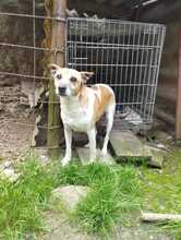 REXI4, Hund, Foxterrier -Mischling in Ungarn