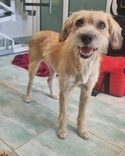 ALEGRA, Hund, Mischlingshund in Hünstetten