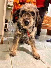 YUMA, Hund, Mischlingshund in Rumänien