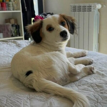 CASHEW, Hund, Kokoni-Mischling in Bulgarien