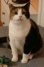 MAGGIE, Katze, Europäisch Kurzhaar in Bulgarien