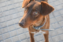 MATILDA, Hund, Podenco in Spanien