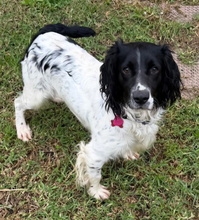 PUMI, Hund, English Springer Spaniel in Spanien