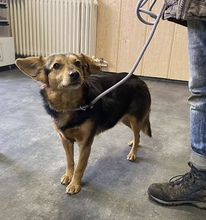 TÜCSÖK, Hund, Mischlingshund in Kerpen