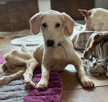 PARIS, Hund, Mischlingshund in Aerzen