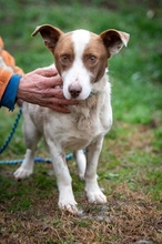 SANTIAGO, Hund, Mischlingshund in Linnich