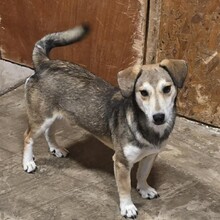 POPES, Hund, Mischlingshund in Ammersbek