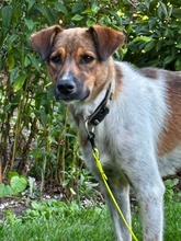 NIKA, Hund, Mischlingshund in Elmshorn