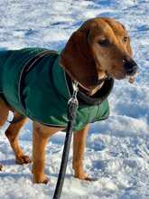 TRUDY, Hund, Mischlingshund in Warder