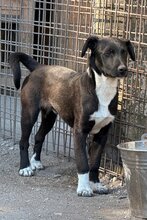 JULIUS, Hund, Mischlingshund in Kroatien