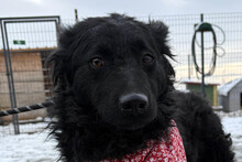 AYLA, Hund, Kroatischer Schäferhund-Mix in Kroatien