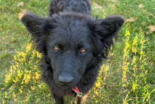 AYLA, Hund, Kroatischer Schäferhund-Mix in Pennigsehl