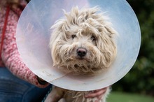 WELLO, Hund, Puli-Mix in Ungarn