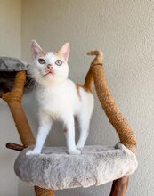 PIPPIN, Katze, Europäisch Kurzhaar in Mainz