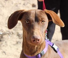 NANDO, Hund, Deutsch Kurzhaar-Mix in Spanien