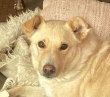 ASKA, Hund, Mischlingshund in Windeck